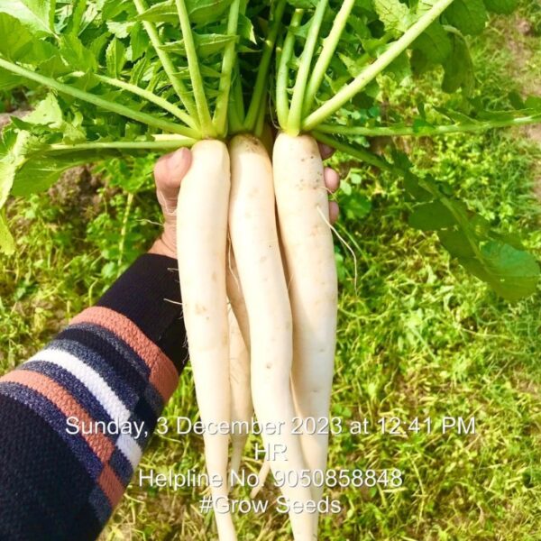 F1 Radish