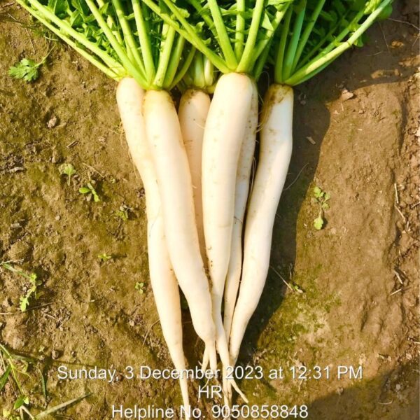 F1 Radish