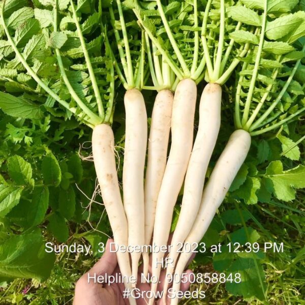 F1 Radish