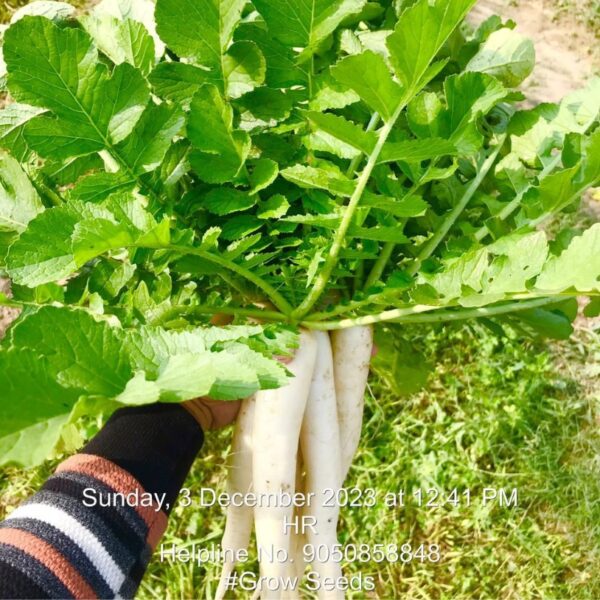 F1 Radish