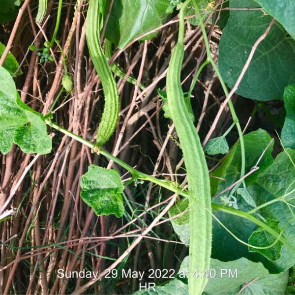 F1 Ridge Gourd : Annu