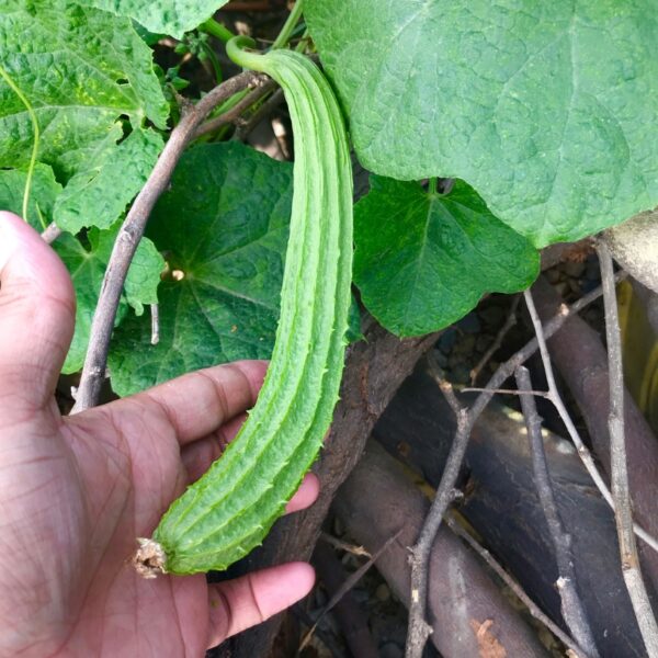 F1 Ridge Gourd : Annu