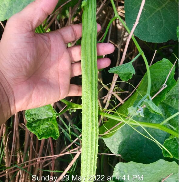 F1 Ridge Gourd : Annu