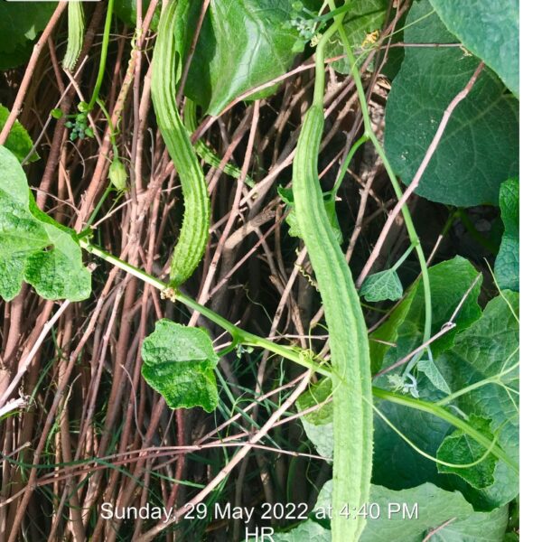F1 Ridge Gourd : Annu