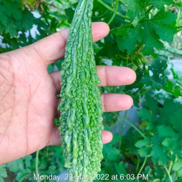 F1 Bitter Gourd