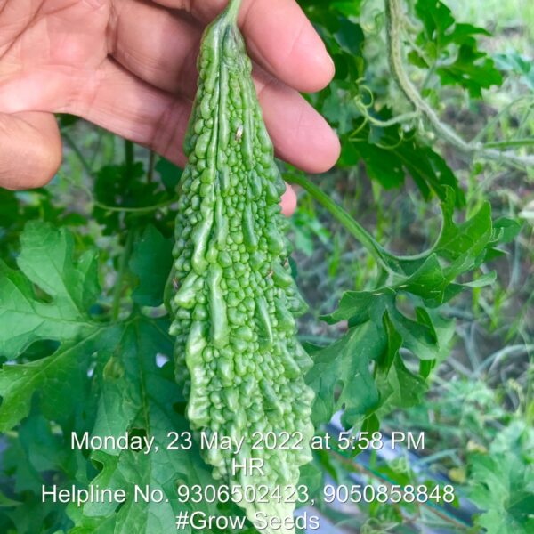 F1 Bitter Gourd
