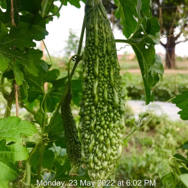 F1 Bitter Gourd