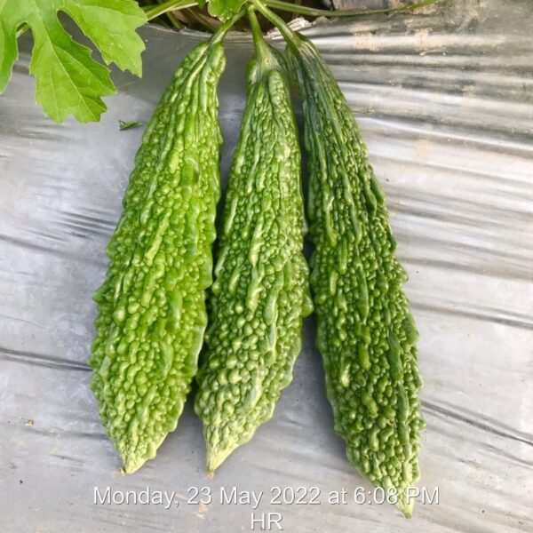 F1 Bitter Gourd