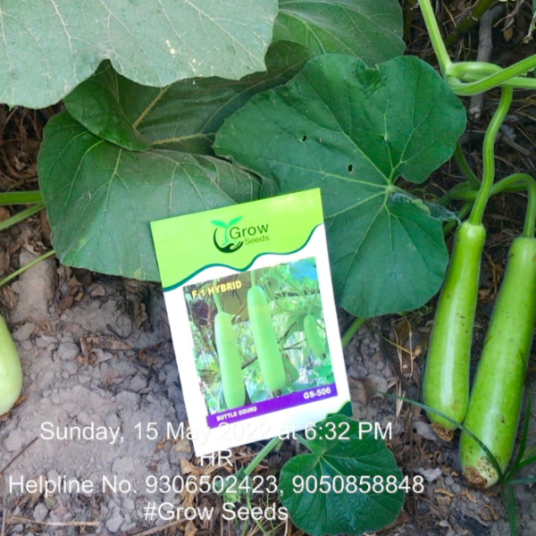 F1 Bottle Gourd : GS-506 (Gutka Type)
