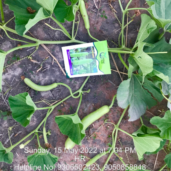 F1 Bottle Gourd : GS-506 (Gutka Type)