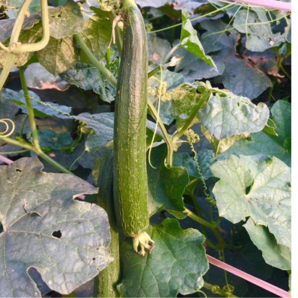 F1 Sponge Gourd