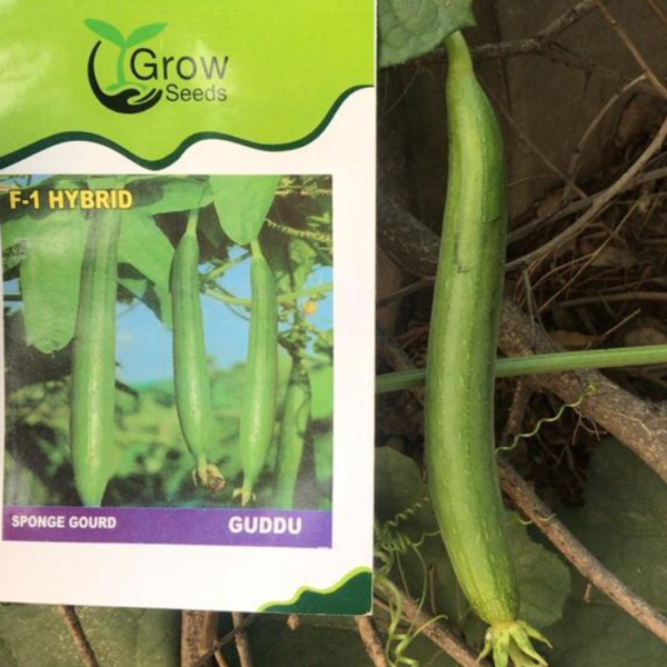 F1 Sponge Gourd