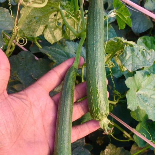 F1 Sponge Gourd