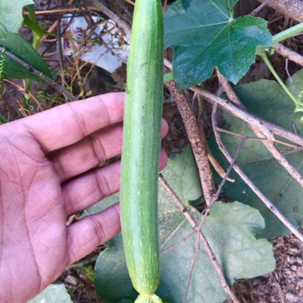 F1 Sponge Gourd