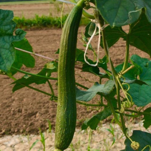 F1 Sponge Gourd
