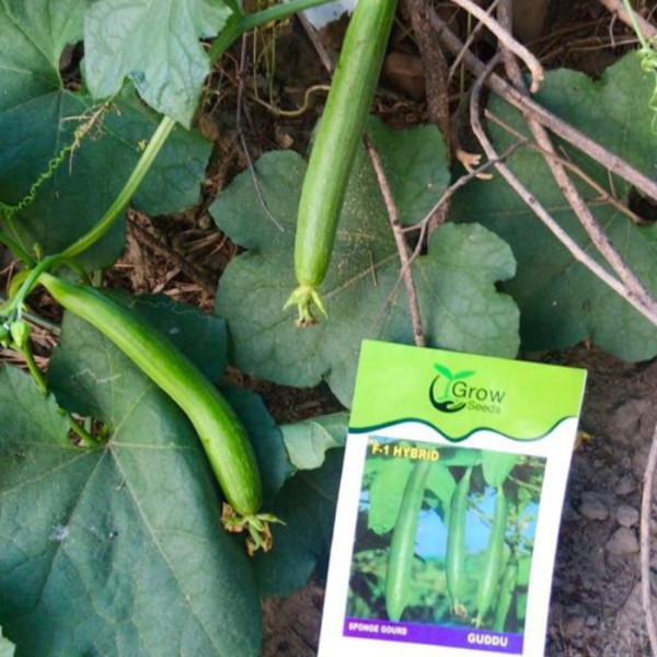F1 Sponge Gourd