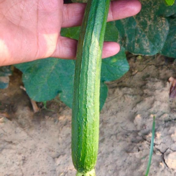 F1 Sponge Gourd
