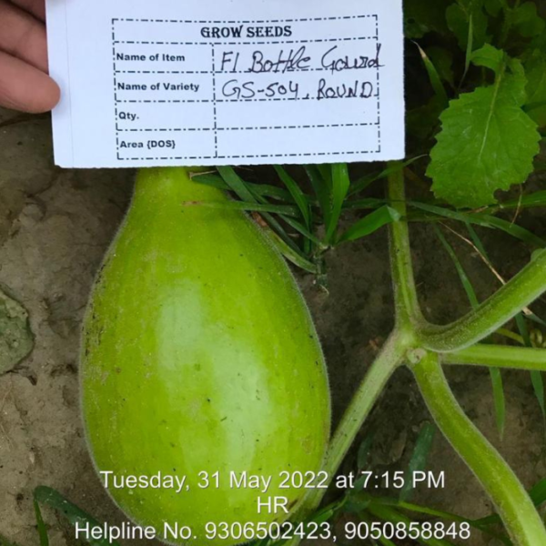 F1 Bottle Gourd : GS-504 (Lattu Type)