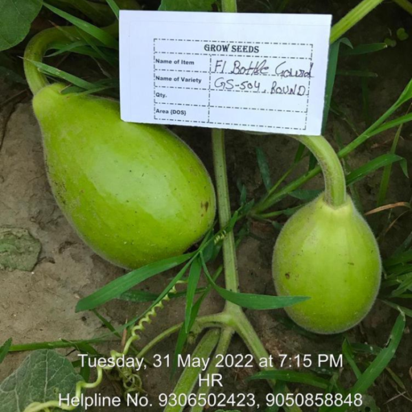 F1 Bottle Gourd : GS-504 (Lattu Type)