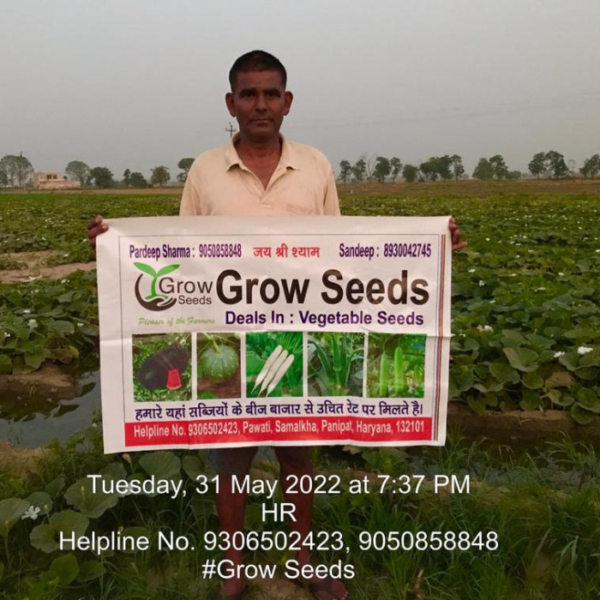 F1 Bottle Gourd : GS-504 (Lattu Type)