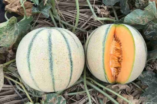 Muskmelon Madhuras