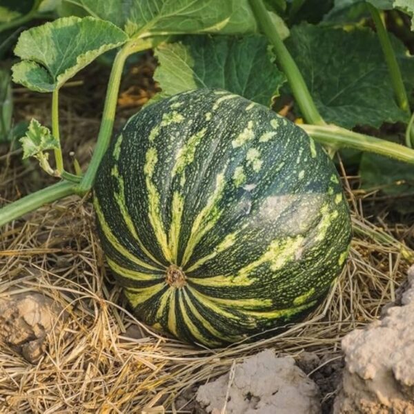 Pumpkin (Petha)