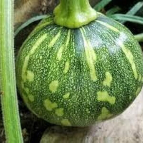 Pumpkin (Petha)