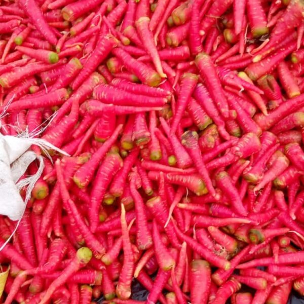 Carrot Desi Red