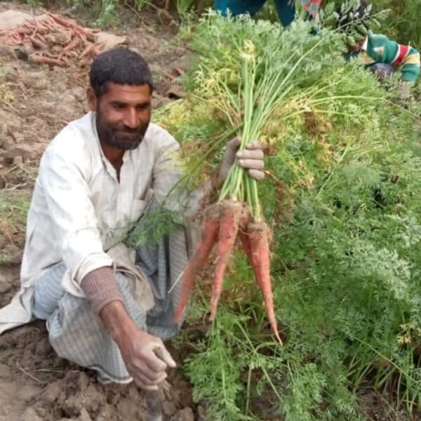 Carrot Desi Red