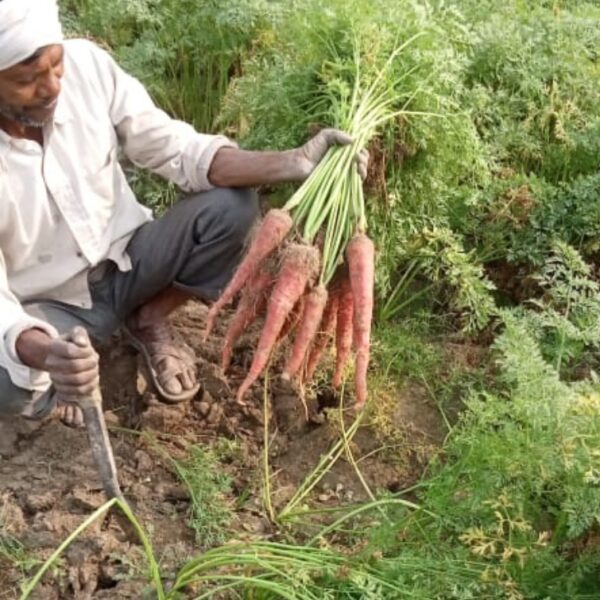 Carrot Desi Red