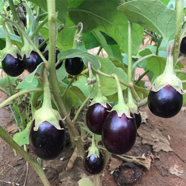 Brinjal