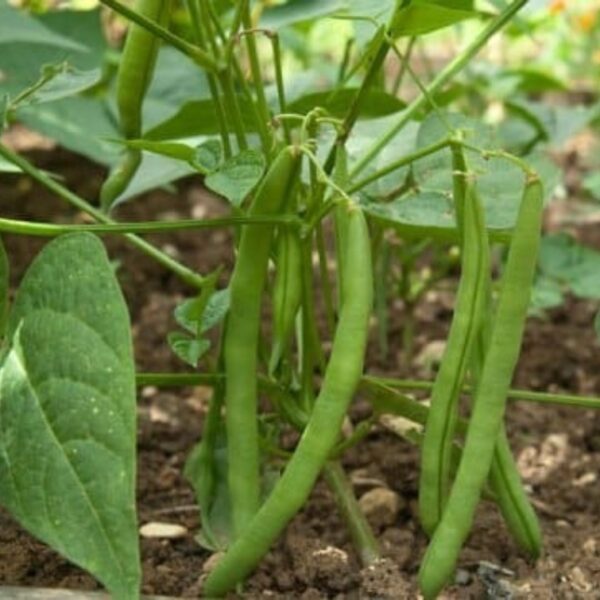 French Beans (Fali)