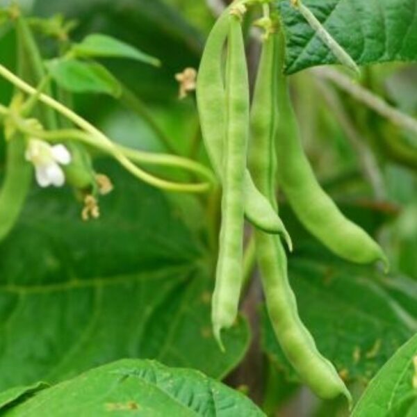French Beans (Fali)