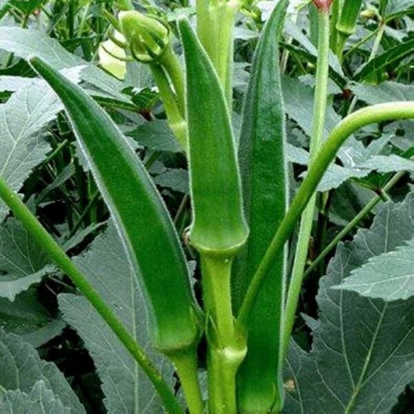 Bhindi