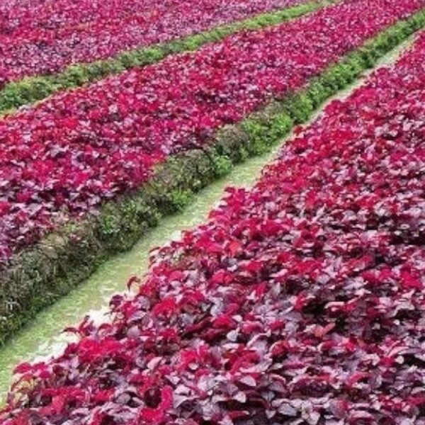Laal Saag