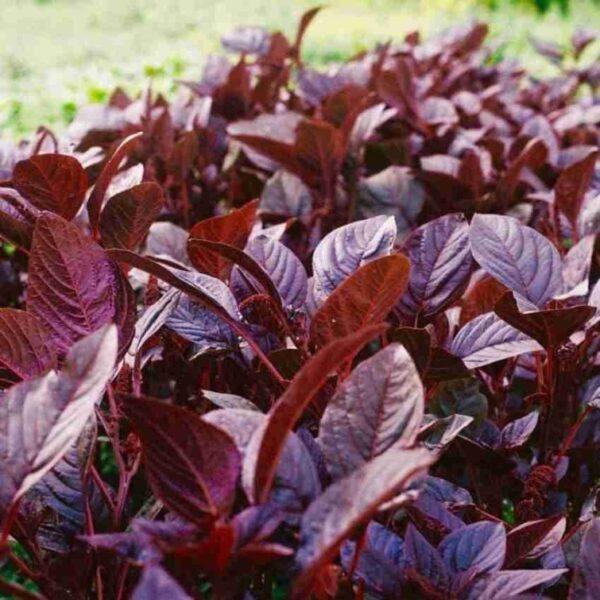 Laal Saag
