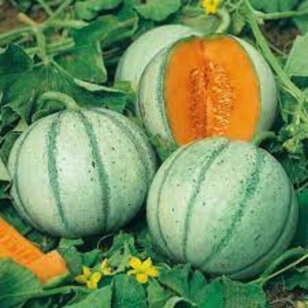 Muskmelon Madhuras