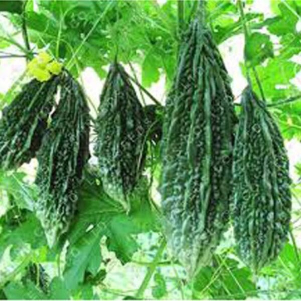 Bitter Gourd (Karela)