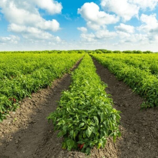 Chilli