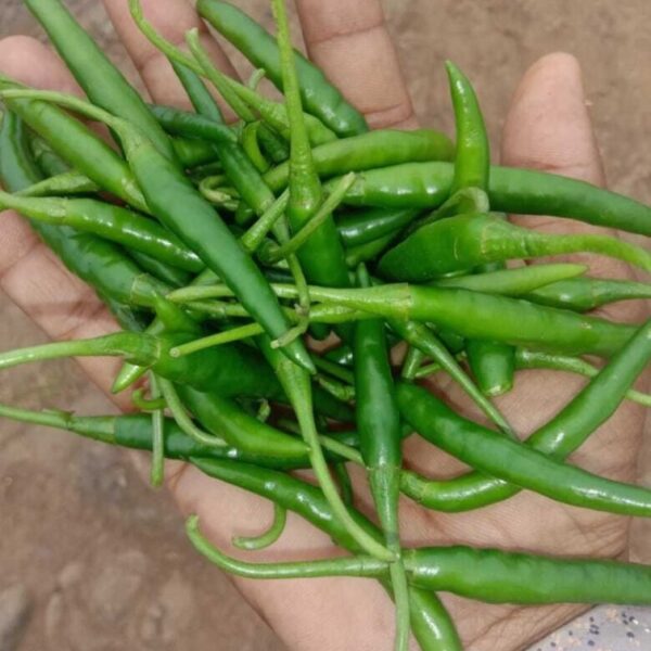 Chilli