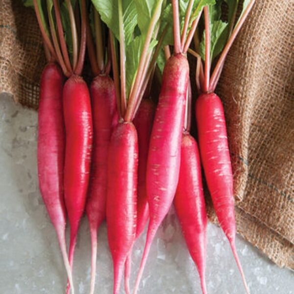 Red Radish