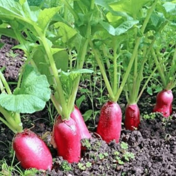 Half Red Radish
