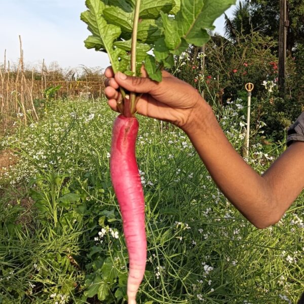 Half Red Radish