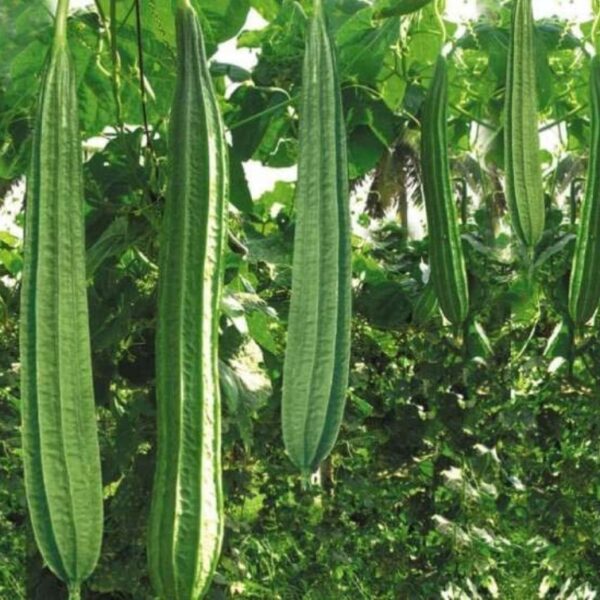 Ridge Gourd (Taurai)