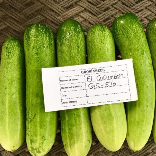 F1 Cucumber