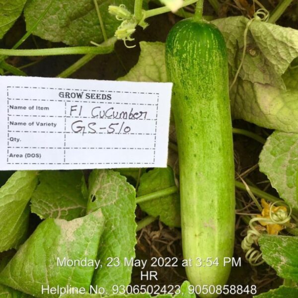 F1 Cucumber