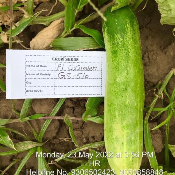 F1 Cucumber