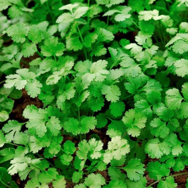 Coriander (Desi Panipat Variety)