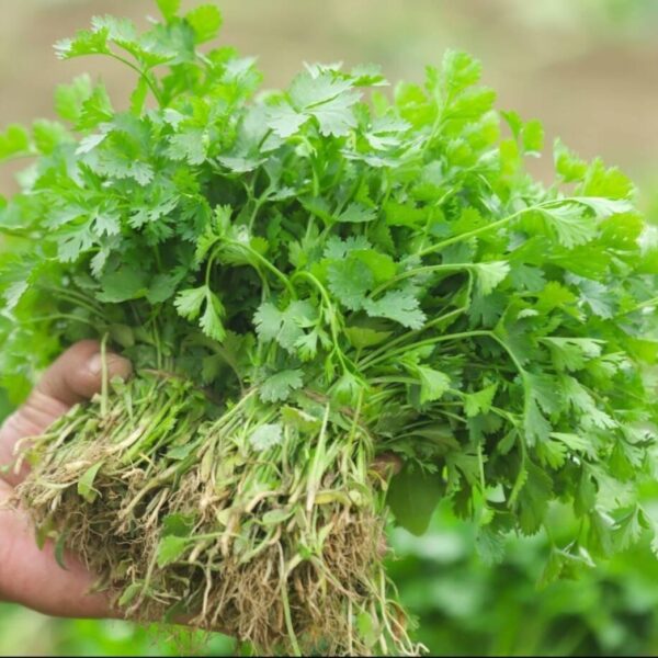 Coriander (Desi Panipat Variety)