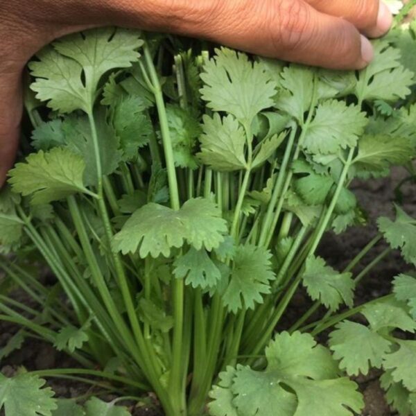 IMP Coriander (Dhaniya)